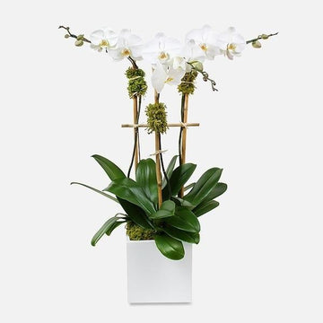 ORCHIDÉES PHALAENOPSIS